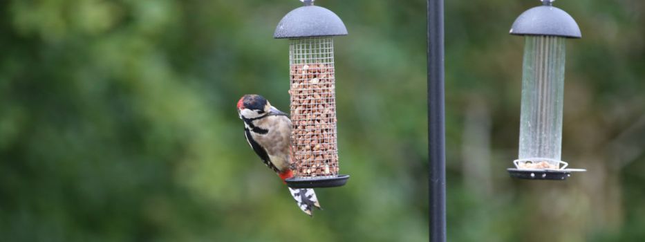 Woodpecker in the Garden